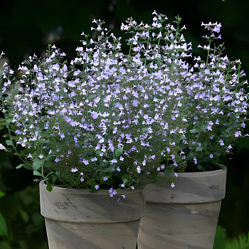 Душевик котовниковый Marvelette Blue