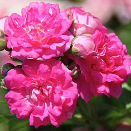 Роза почвопокровная Супер Дороти Роза почвопокровная Супер Дороти