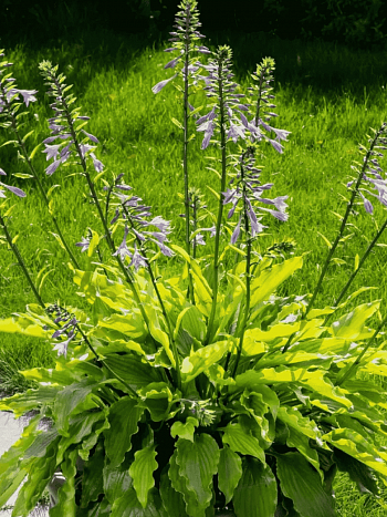 Хоста Get Nekkid