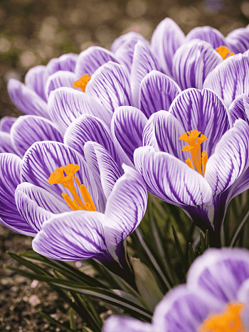 Крокус Striped