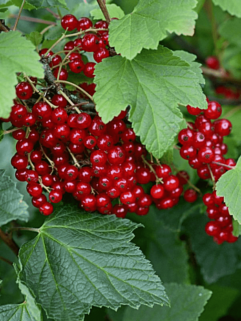 Смородина красная Ранняя Сладкая