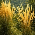 Вейник остроцветковый Karl Foerster
