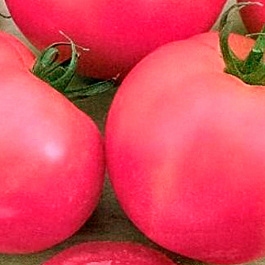 Томат Ляна Розовая