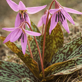 Эритрониум (кандык) Dens-Canis