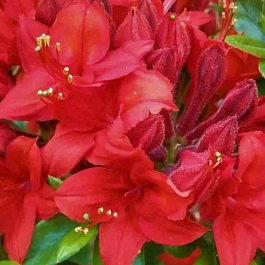 Азалия Crosswater Red