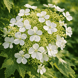 Гортензия дуболистная Ice Crystal