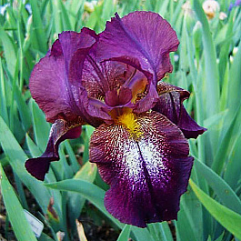 Ирис бородатый Эттеншн Плиз