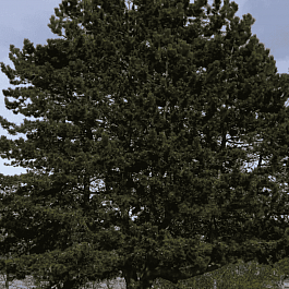 Сосна чёрная