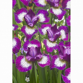 Ирис сибирский Карриер