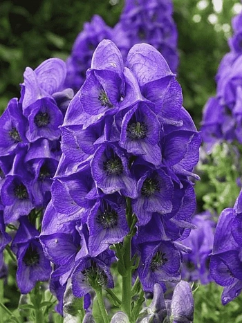 Аконит Кармихеля Arendsii