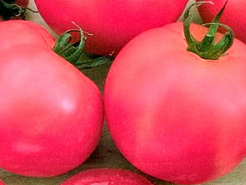 Томат Ляна Розовая
