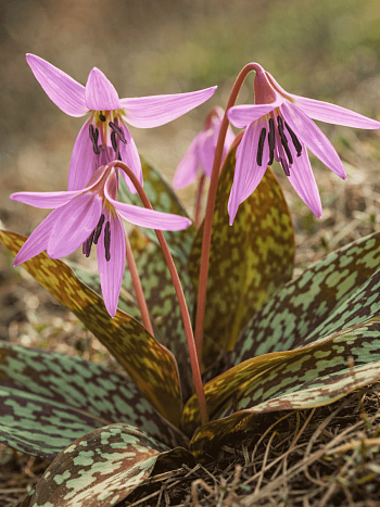 Эритрониум (кандык) Dens-Canis