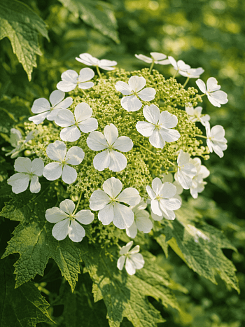 Гортензия дуболистная Ice Crystal