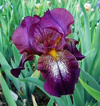 Ирис бородатый Эттеншн Плиз