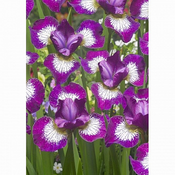 Ирис сибирский Карриер