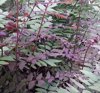 Чистоуст Величавый Purpurascens