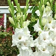Гладиолус White Prosperity