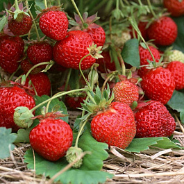 Земляника садовая Кокинская ранняя