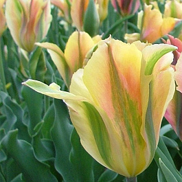 Тюльпан зеленоцветный Голден Артист