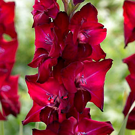 Гладиолус крупноцветковый Тавира