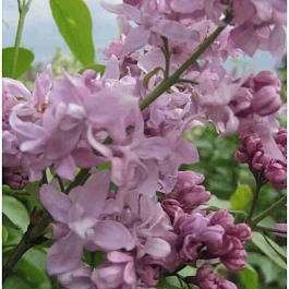 Сирень обыкновенная  Валентин Серов