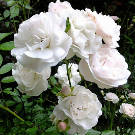 Роза почвопокровная Сиа Фом Роза почвопокровная Сиа Фом