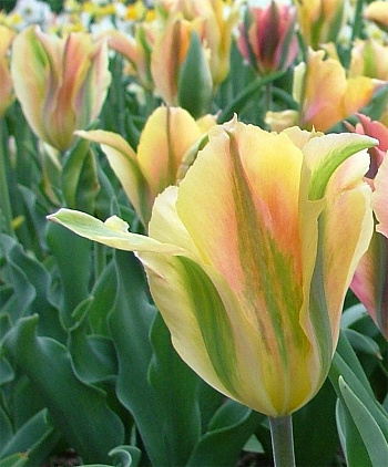 Тюльпан зеленоцветный Голден Артист