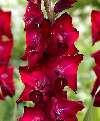 Гладиолус крупноцветковый Тавира