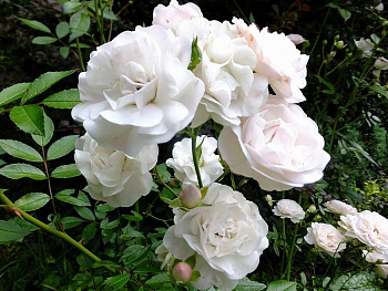 Роза почвопокровная Сиа Фом