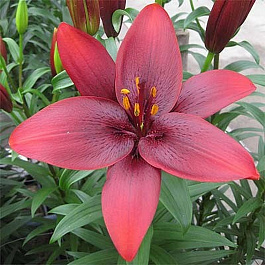 Лилия азиатская Ройал Кисс