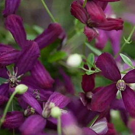 Клематис Sweet Summer Love PBR