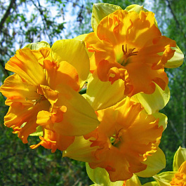 Нарцисс с расщепленной коронкой Мондрагон