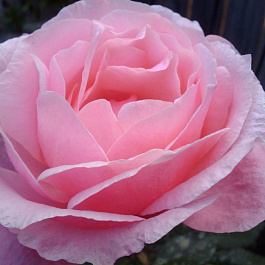 Роза Квин Элизабет