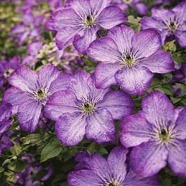 Клематис Super Nova