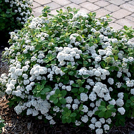 Спирея березолистная Тор