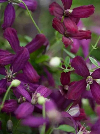 Клематис Sweet Summer Love PBR