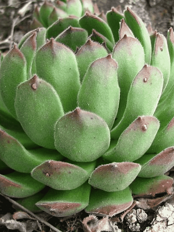 Молодило русское