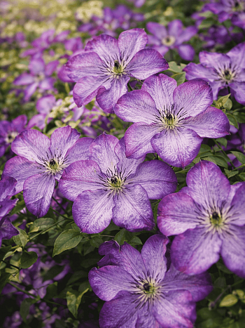 Клематис Super Nova