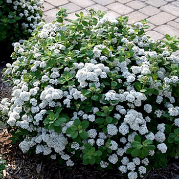 Спирея березолистная Тор