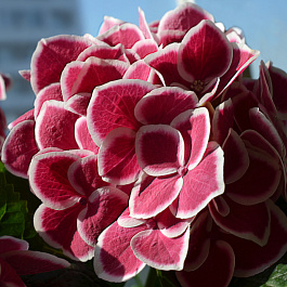 Гортензия крупнолистовая Камилла