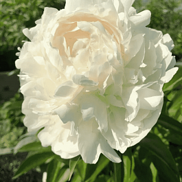 Пион Молочноцветковый Boule de Neige