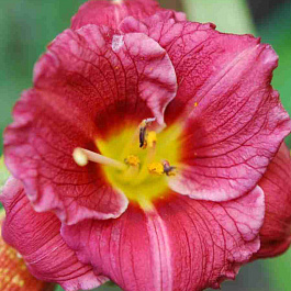 Лилейник Siloam Grase Stamile