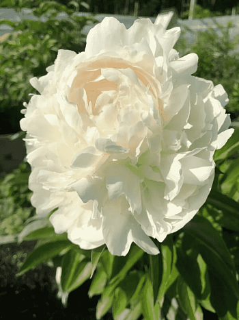 Пион Молочноцветковый Boule de Neige