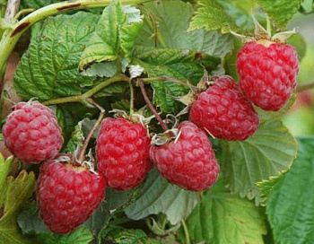 Малина традиционная Мираж