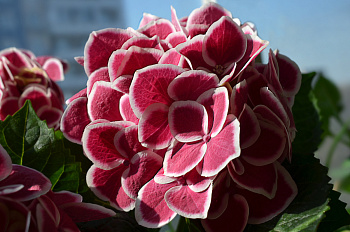 Гортензия крупнолистовая Камилла