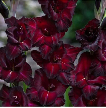 Гладиолус крупноцветковый Блэк Сюрпрайз