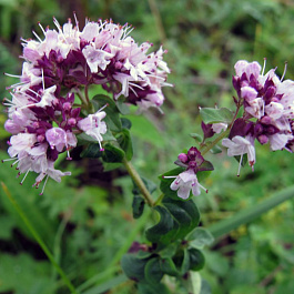 Душица обыкновенная Хуторянка