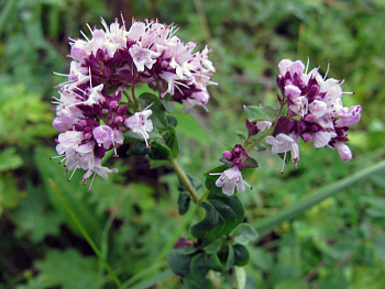 Душица обыкновенная Хуторянка