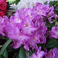 Рододендрон катевбинский Грандифлорум Рододендрон катевбинский Грандифлорум