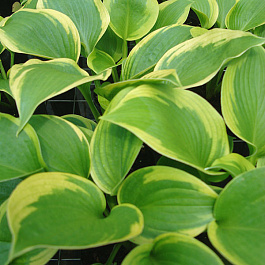 Хоста гибридная Клаймэкс